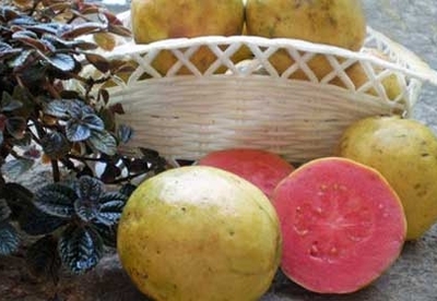 Propiedades saludables de la guayaba Propiedades saludables de la guayaba