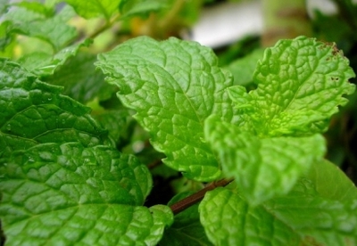 Beneficios medicinales de la menta Beneficios medicinales de la menta