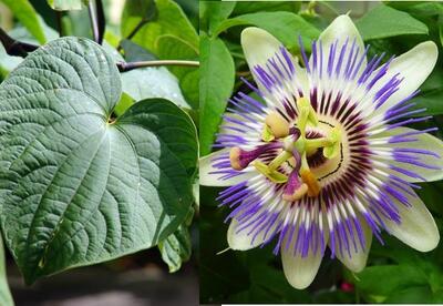 Kava y pasiflora: Las mejores hierbas para la ansiedad Kava y pasiflora: Las mejores hierbas para la ansiedad