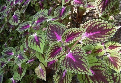 Beneficios de la Forsksolina Beneficios de la Forsksolina