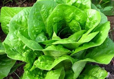 Tipos de lechuga y sus beneficios Tipos de lechuga y sus beneficios