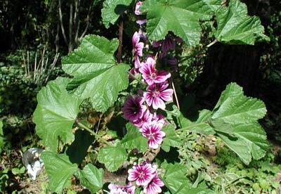 Malva Malva