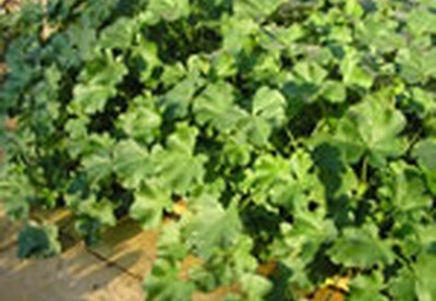 Malva, familia de las Malváceas Malva, familia de las Malváceas