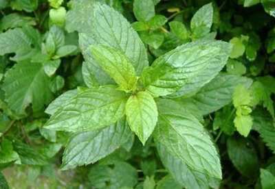 Aceite de menta para el colon irritable Aceite de menta para el colon irritable