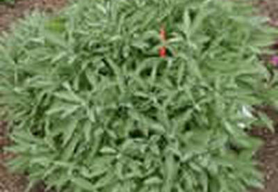 Menta poleo Menta poleo
