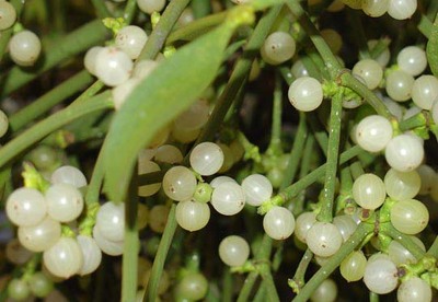 Plantas medicinales: El muérdago Plantas medicinales: El muérdago
