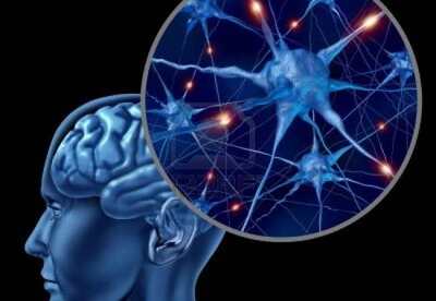 Nutrientes que benefician nuestras neuronas Nutrientes que benefician nuestras neuronas