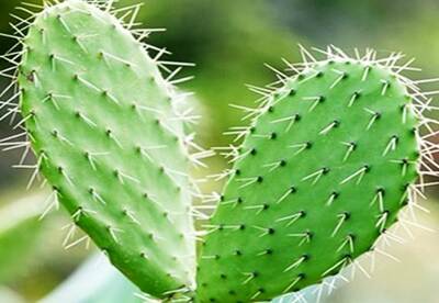 Nopal, ¿disminuye la absorción de grasas? Nopal, ¿disminuye la absorción de grasas?
