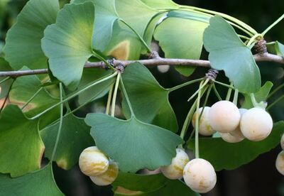 Para que sirve el Ginkgo biloba Para que sirve el Ginkgo biloba