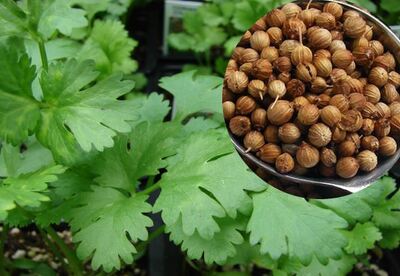 Para que sirve el Cilantro Para que sirve el Cilantro