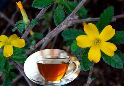 ¿Para qué sirve el té de damiana? ¿Para qué sirve el té de damiana?