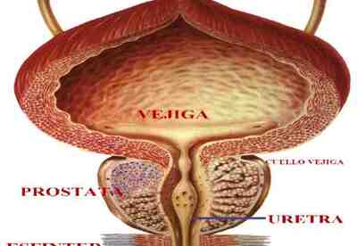 Para que sirve la prostata Para que sirve la prostata