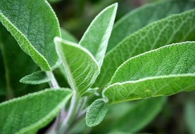 Para que sirve la salvia Para que sirve la salvia