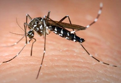 Que hacer ante picadura de insectos Que hacer ante picadura de insectos