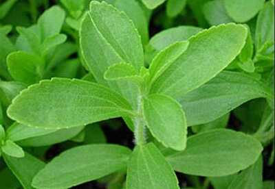 ¿Para qué sirve la planta de stevia? ¿Para qué sirve la planta de stevia?