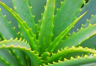 Propiedades del Aloe Vera Propiedades del Aloe Vera