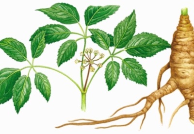 Propiedades medicinales del ginseng Propiedades medicinales del ginseng