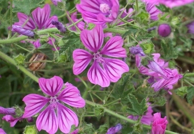 Propiedades medicinales de la malva Propiedades medicinales de la malva