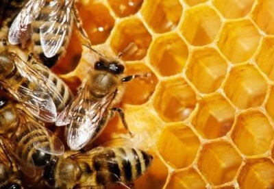 El propóleos proveniente de las abejas y sus propiedades que son un aporte para la salud El propóleos proveniente de las abejas y sus propiedades que son un aporte para la salud