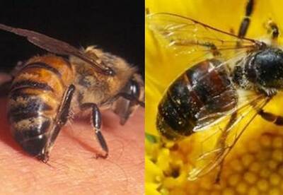 Qué hacer ante una picadura de abeja Qué hacer ante una picadura de abeja