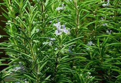 Tratar las piedras en la vesícula con plantas medicinales Tratar las piedras en la vesícula con plantas medicinales