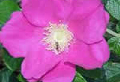 Rosa mosqueta Rosa mosqueta