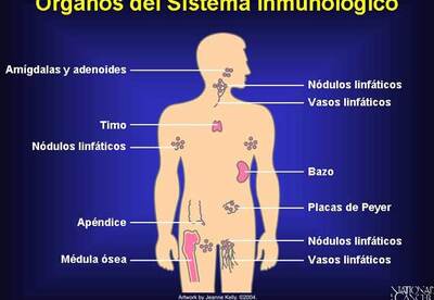 Mantener sano el sistema inmunológico Mantener sano el sistema inmunológico
