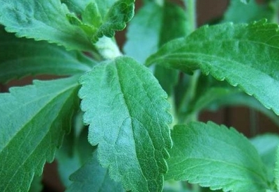 Propiedades de la stevia: recetas naturales Propiedades de la stevia: recetas naturales
