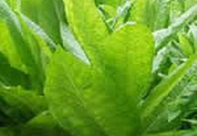 Tabaco Tabaco