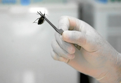 - Nueva era para el tratamiento del Chagas - Nueva era para el tratamiento del Chagas