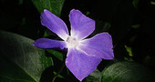 Vinca para el cansancio mental Vinca para el cansancio mental