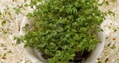 Depurar el organismo con alfalfa Depurar el organismo con alfalfa