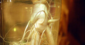 Ginseng para tratar diabetes Ginseng para tratar diabetes