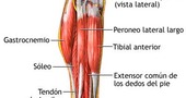Soleo. Un musculo de la pierna Soleo. Un musculo de la pierna