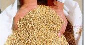 Semillas de lino para reducir el colesterol Semillas de lino para reducir el colesterol