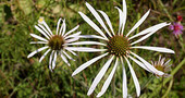 Composición quÃmica de la equinacea Composición quÃmica de la equinacea