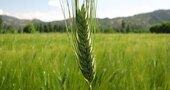 Lista de alimentos para celíacos Lista de alimentos para celíacos