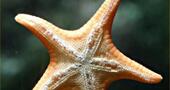 El potencial medicinal de las estrellas de mar