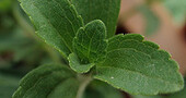 Planta de estevia: propiedades para diabéticos Planta de estevia: propiedades para diabéticos