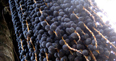 Propiedades del Acai berry Propiedades del Acai berry