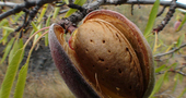 Almendro: calmante y cicatrizante Almendro: calmante y cicatrizante