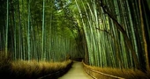 Beneficios del bambú para la salud humana
