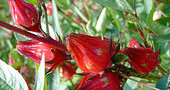Flor de jamaica en la lactancia Flor de jamaica en la lactancia