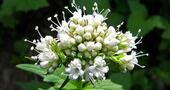 Raíz de valeriana para dejar de fumar y otras hierbas Raíz de valeriana para dejar de fumar y otras hierbas