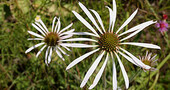Efectos secundarios de la equinacea Efectos secundarios de la equinacea