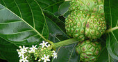 Noni, cómo preparar su zumo Noni, cómo preparar su zumo