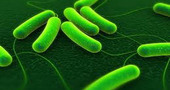 Escherichia coli, una bacteria peligrosa