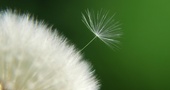 El diente de león para depurar el cuerpo El diente de león para depurar el cuerpo