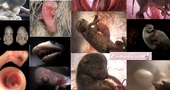 12 increíbles fotos de 12 animales en el útero de la madre
