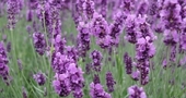 5 Aplicaciones naturales de la lavanda 5 Aplicaciones naturales de la lavanda